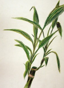 Bamboo02