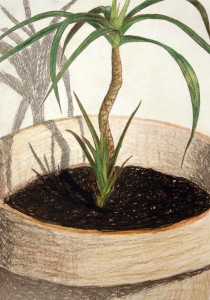 Dracena